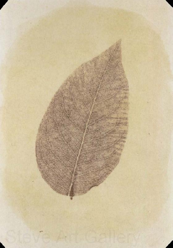 Willim Henry Fox Talbot Leaf with Its Stem Removed